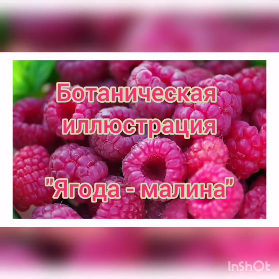 Малина Амур Энджел